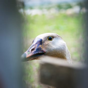 Portrait of a goose looking curiously through a wooden fence