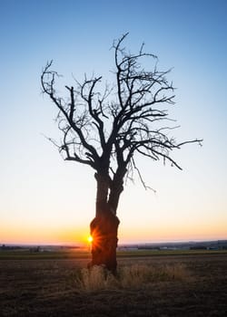 Bare tree at sunrise near lake Neusiedlersee in Burgenland