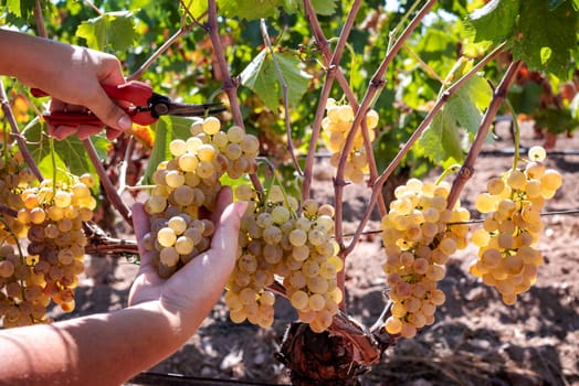 Vermentino grapes. Farmer manually harvesting the bunches of grapes with scissors. Traditional agriculture. Sardinia.