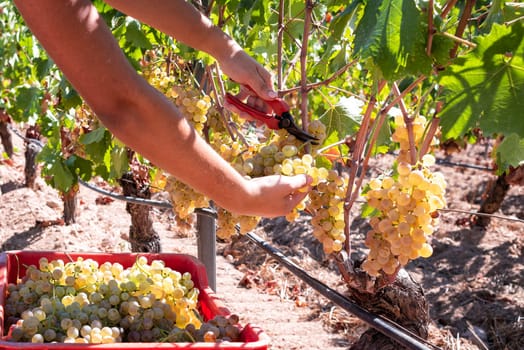 Vermentino grapes. Farmer manually harvesting the bunches of grapes with scissors. Traditional agriculture. Sardinia.