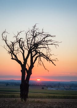 Bare tree at sunrise near lake Neusiedlersee in Burgenland