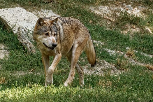 Timberwolf