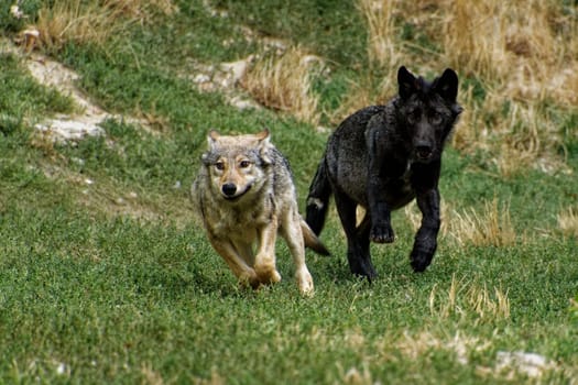 Timberwolf