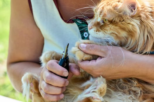 trimming the claws of a cat close-up. High quality photo