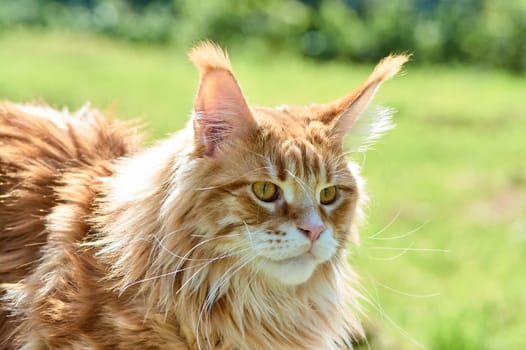 ginger cat looks into the camera close-up, meikun. High quality photo