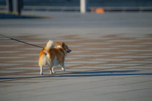 Corgi image. Shooting Location: Yokohama-city kanagawa prefecture