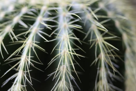 beautiful cactus with skewers for your pain defense protection