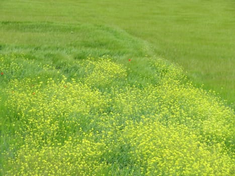 Beautiful green field of cereal and yellow flowers of nice color
