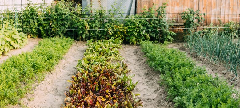 Panoramic View Of Beds With Beet And Carrot In Vegetable Garden On Summer Day.