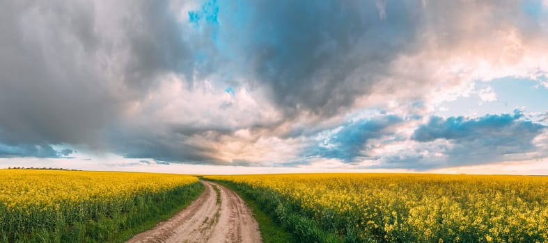 Elevated View Dramatic Sky With Fluffy Clouds On Horizon Above Rural Landscape Blooming Canola Colza Flowers Rapeseed Field. Country Road. Spring Field Agricultural Landscape. Panorama.