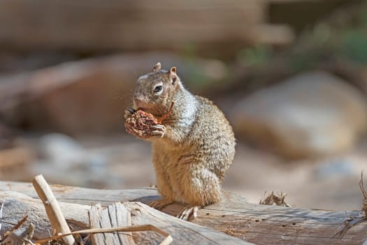 A Rock Squirrel Feeding on a Seed Pod in Zion National Park in Utah