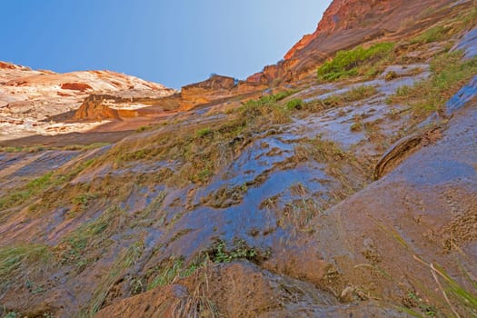 Looking Up at a Weeping Wall in Zion National Park in Utah