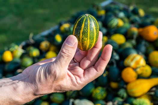 Male white farmer holds an green yellow ornamental gourd in his hand
