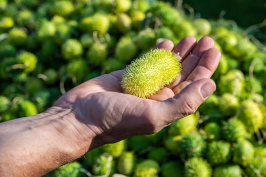 Male white farmer holds an green small prickly ornamental gourd in his hand