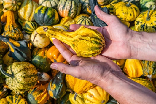 Male white farmer holds an yellow green ornamental gourd in his hand