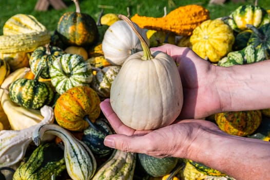 Male white farmer holds an white ornamental gourd in his hand