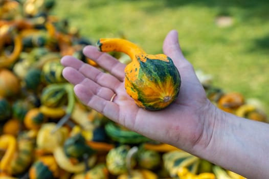 Male white farmer holds an green orange ornamental gourd in his hand
