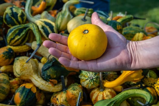 Male white farmer holds an yellow ornamental gourd in his hand