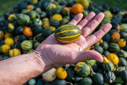 Male white farmer holds an green yellow ornamental gourd in his hand