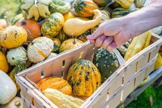 White male customer holding wood basket buying different ornamental gourds, close-up