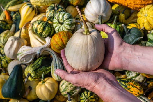 Male white farmer holds an white ornamental gourd in his hand