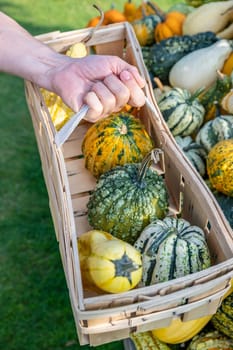 White male customer holding wood basket buying different ornamental gourds, close-up