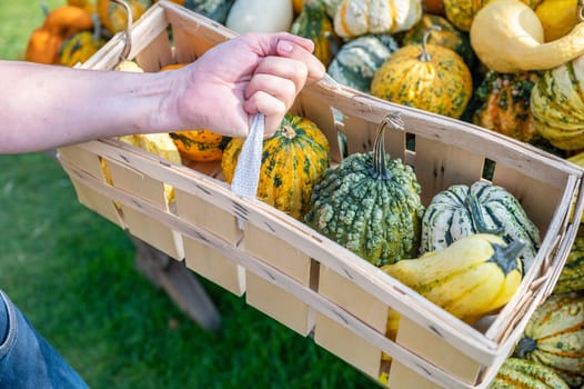 White male customer holding wood basket buying different ornamental gourds, close-up