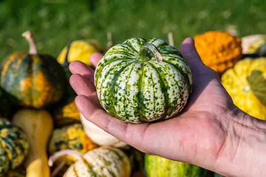 Male white farmer holds an green white ornamental gourd in his hand