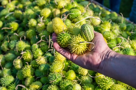 Male white farmer holds small green prickly ornamental gourds in his hand