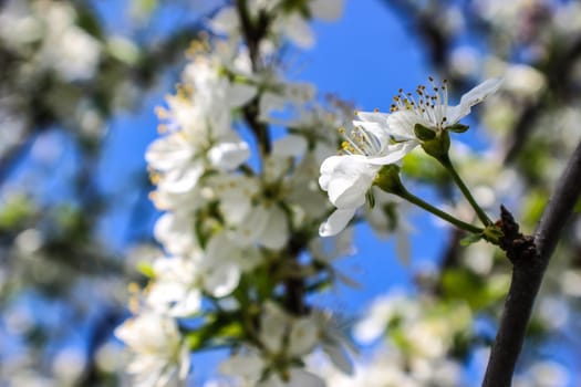 Cherry blossoms against a blue sky