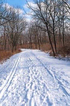 Busy Trail in the Winter Snow in Moraine Hills State Park in Illinois