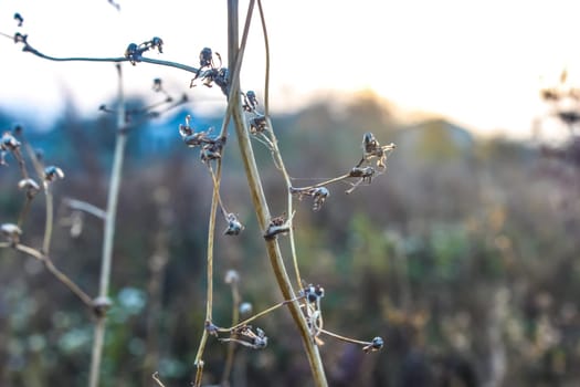 Umbrella dry cow parsnip in the sunset on a blurred background of trees, dry weeds and grass