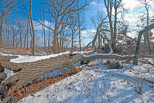 Fallen Patriarch in Winter Snow in Moraine Hills State Park in Illinois