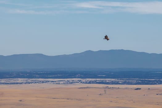 Griffon vultures flying over La Serena district. Magacela Castle, Badajoz, Extremadura, Spain