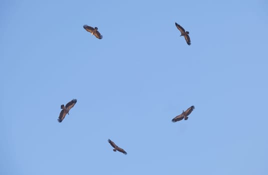 Circle of griffon vultures flying over. La Serena district sky, Extremadura, Spain