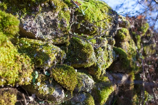 Background of green lichen over dry stone wall. Selective focus