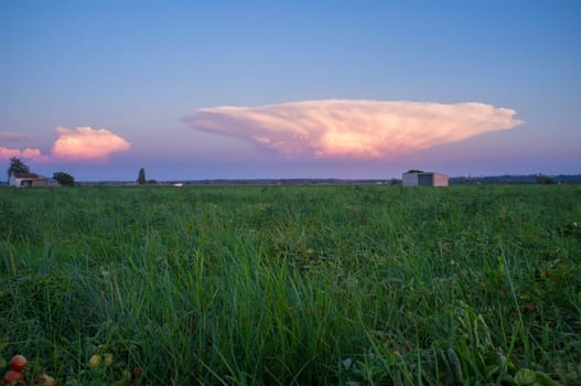 Cumulonimbus capillatus cloud over tomato field. Vegas Bajas del Guadiana, Badajoz, Spain