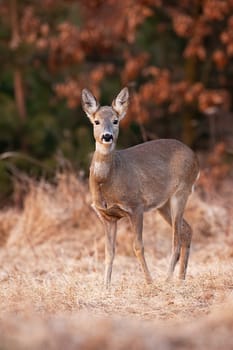 Roe deer, capreolus capreolus, female looking to the camera on dry field. Doe staring on meadow in autumn nature. Brown mammal watching on glade in fall.