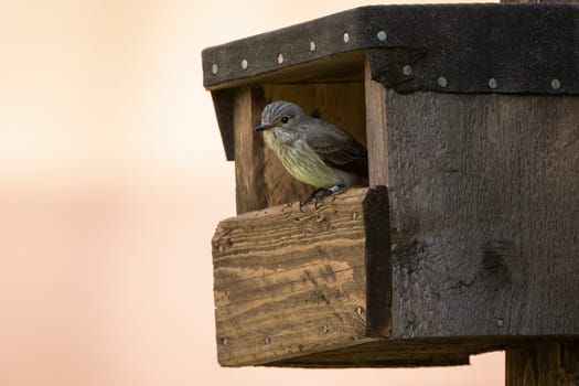 Spotted flycatcher, muscicapa striata, sitting in nesting box in summer. Little bird looking from feeder in summertime. Color feathered animal watching from birdhouse in village.