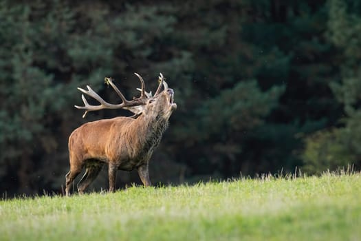 Red deer, cervus elaphus, bellowing on grassland in autumn with copy space. Wild stag roaring on meadow in fall. ANtlered mammal calling on field in rutting season.