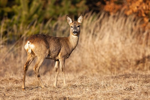 Roe deer, capreolus capreolus, doe looking back over shoulder on a meadow in autumn. Rear view of female mammal with brown fur with orange leaves in background. Animal wildlife at sunset.