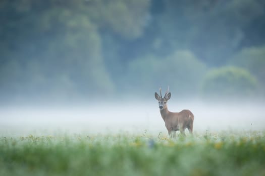 Roe deer, capreolus capreolus, observing on glade in fog with copy space. Brown mammal looking on grassland in morning mist. Buck standing on meadow with space for text.