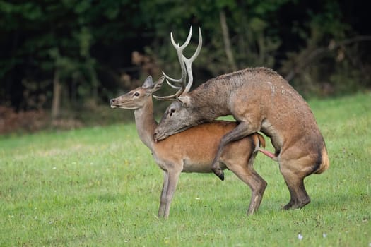 Two red deer, cervus elaphus, pairing on grassland in autumn rutting season. Stag and hind coupling on meadow in fall. Male and female mating on field.