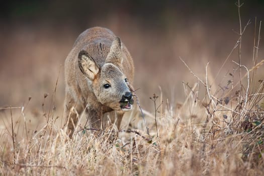 Young roe deer, capreolus capreolus, fawn feeding on a meadow with dry grass in autumn. Juvenile mammal gnawing a twig with open mouth from front view. Animal wildlife in nature.