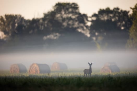 Roe deer, capreolus capreolus, looking to the camera on field in morning fog. Roebuck standing on grass next to hay bale in mist. Antlered mammal watching on pasture.