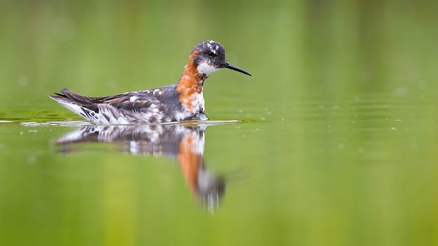 Red-necked phalarope, phalaropus lobatus, floating on water in springtime. Gray and orange bird swimming in lake form side. Feathered animal bathing in river.