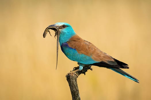 European roller, coracias garrulus, holding lizard in beak on branch in sunlight. Colorful bird catching pray on wood in fall. Blue animal sitting on bough.