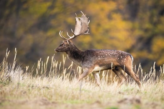 Fallow deer, dama dama, walking on dry meadow in autumn nature. SPotted stag in movement on field in fall. Male mammal with dots running on pasture from side.