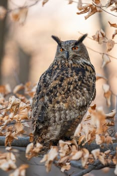 Calm eurasian eagle-owl, bubo bubo, looking back over shoulder among colorful autumn foliage. Animal wildlife in natural environment with trees and leaves.