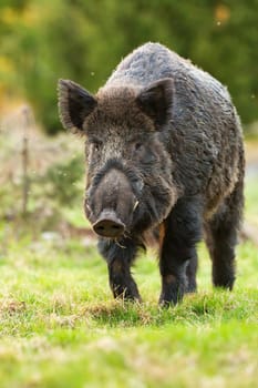 Wild boar, sus scrofa, approaching on grass in summer in vertical shot. Brown swine coming closer on green field. Hog walking on pasture in summertime.